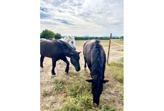 Finca - Revente - Orihuela - Inland