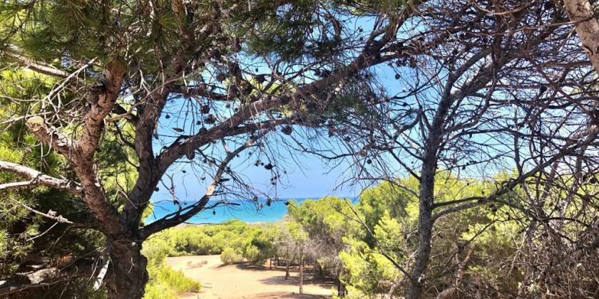 Ontdek de natuurlijke schoonheid van de Vega Baja in de Pinada de Guardamar!