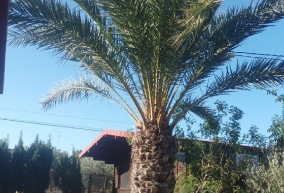 Wiederverkauf - Villa - Elche - Costa Blanca