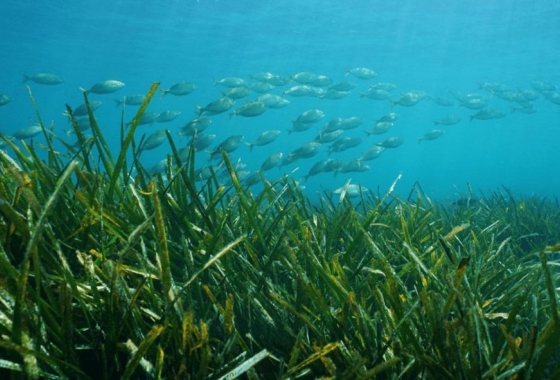 Neue Gebäude - Villa - Benissa - Racó Del Galeno