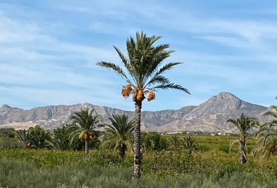 Herverkoop - Finca - Albatera - Inland