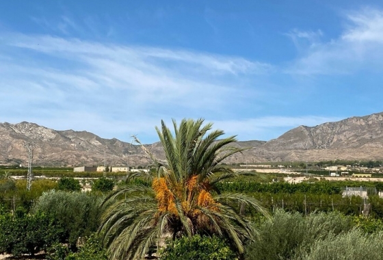 Herverkoop - Finca - Albatera - Inland