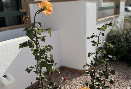 Revente - Appartement - Orihuela Costa - Costa Blanca