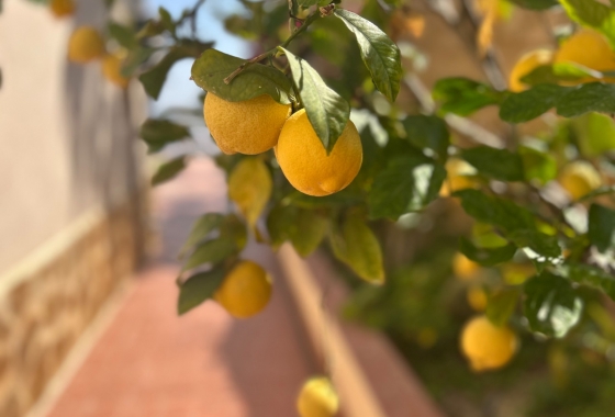 Resale - Villa - Algorfa - Inland