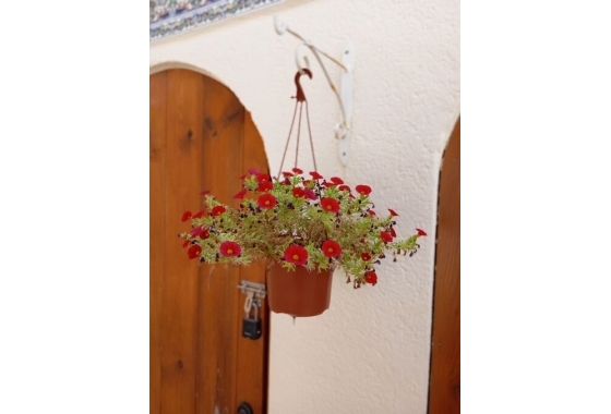 Herverkoop - Villa - Orihuela Costa - Costa Blanca