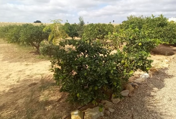 Herverkoop - Finca - San Javier - Costa Calida