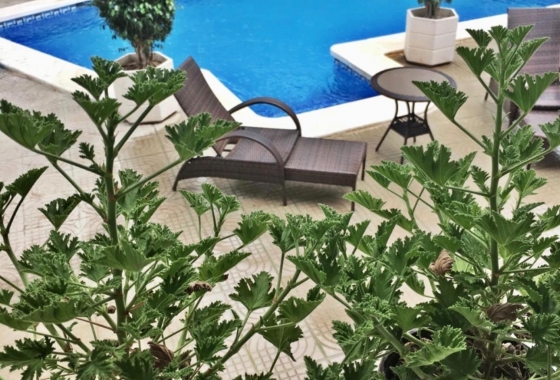 Herverkoop - Villa - Ciudad Quesada - Ciudad Quesada - Doña Pepa