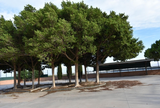 Herverkoop - Finca - Torre Pacheco - Dolores De Pacheco