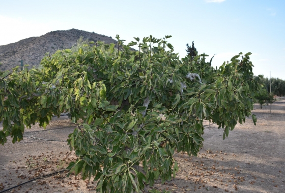 Herverkoop - Finca - Torre Pacheco - Dolores De Pacheco
