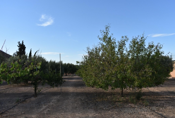 Herverkoop - Finca - Torre Pacheco - Dolores De Pacheco