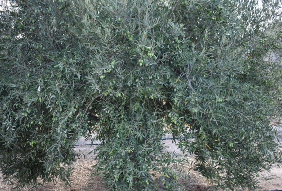 Herverkoop - Finca - Torre Pacheco - Dolores De Pacheco