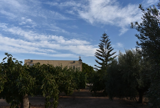 Herverkoop - Finca - Torre Pacheco - Dolores De Pacheco