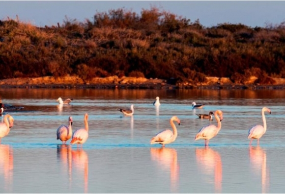 Nieuwbouw Woningen - detached - San Pedro del Pinatar - San Pedro Del Pinatar