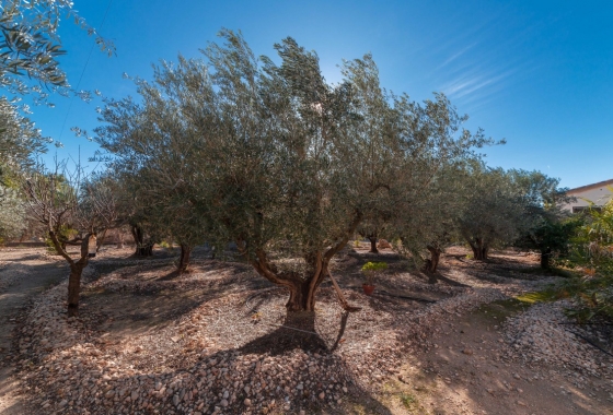 Herverkoop - Finca - Albatera - Inland