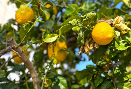 Resale - Villa - Orihuela Costa - Costa Blanca