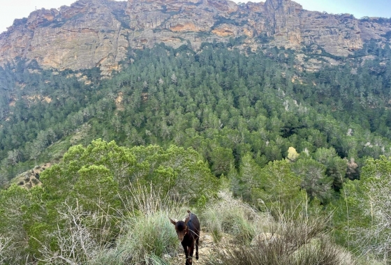 Resale - Finca - Gea Y Truyols - Sierra de Columbares Natural Park