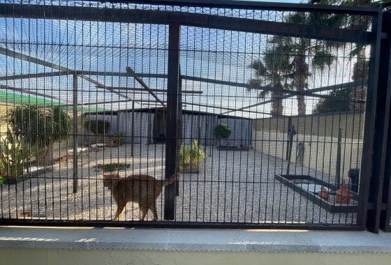 Resale - Finca - Elche - Costa Blanca