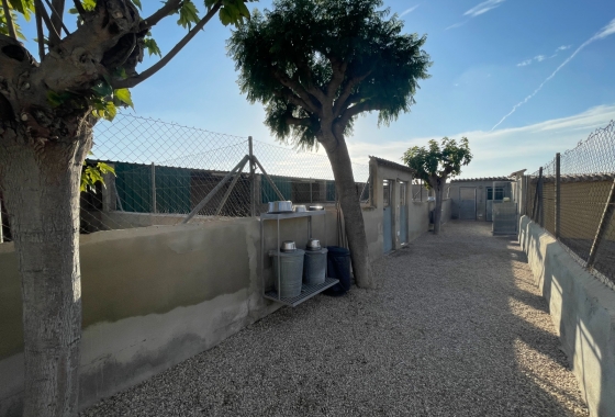 Resale - Finca - Elche - Costa Blanca