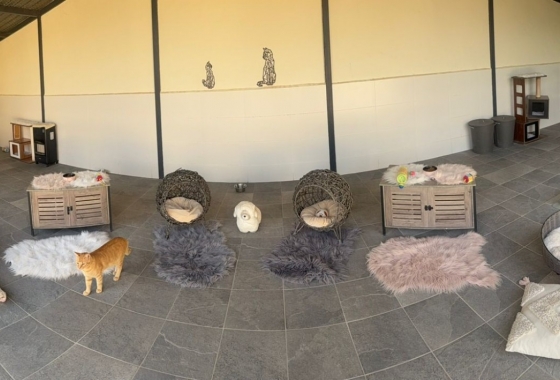 Resale - Finca - Elche - Costa Blanca