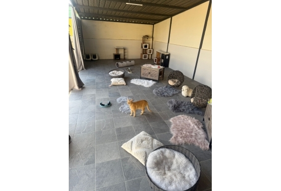 Resale - Finca - Elche - Costa Blanca