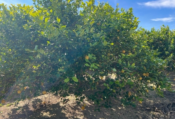 Resale - Finca - Los Montesinos - Comunidad Valenciana