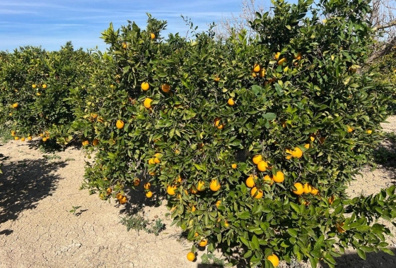 Resale - Finca - Los Montesinos - Comunidad Valenciana