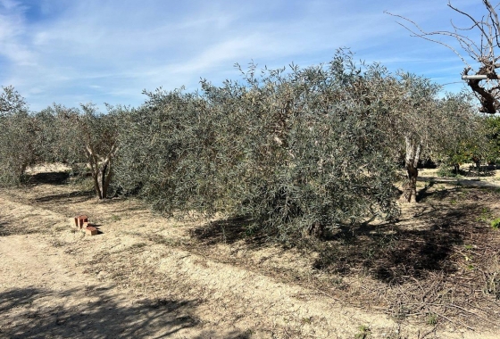 Resale - Finca - Los Montesinos - Comunidad Valenciana