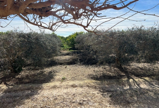 Resale - Finca - Los Montesinos - Comunidad Valenciana