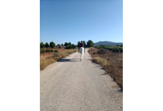 Resale - Finca - Monóvar/Monóver - Inland