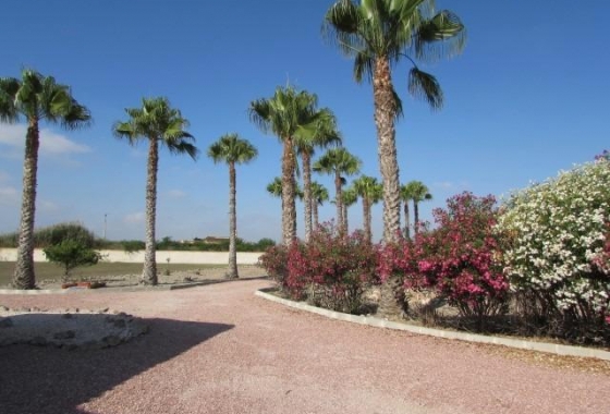 Resale - Finca - Dolores - Comunidad Valenciana