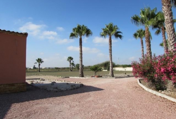 Resale - Finca - Dolores - Comunidad Valenciana