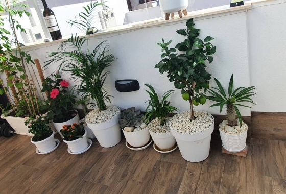 Resale - Villa - San Pedro del Pinatar - Centro