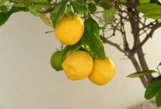 Herverkoop - Villa - Benijofar - Costa Blanca