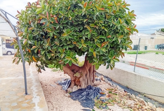 Herverkoop - Villa - Torrevieja - La Siesta