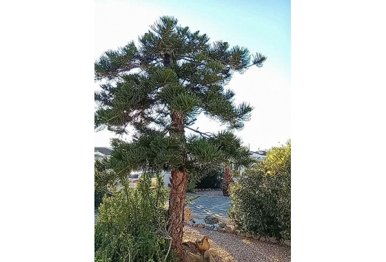 Herverkoop - Villa - Torrevieja - La Siesta