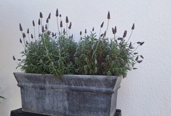 Resale - Villa - Torrevieja - Los Balcones - Los Altos del Edén