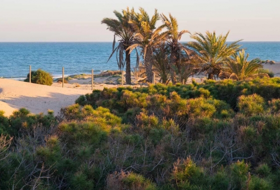 Новостройка - Пентхаус - Guardamar del Segura - Avda del Puerto