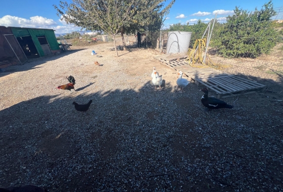 Перепродажа - Finca - Dolores - Comunidad Valenciana