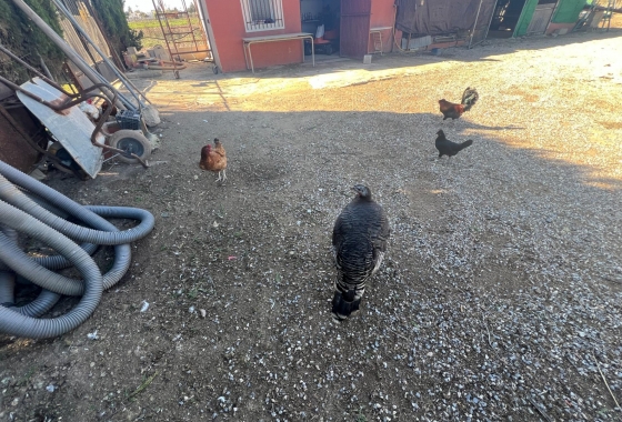 Перепродажа - Finca - Dolores - Comunidad Valenciana