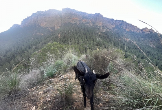 Revente - Finca - Gea Y Truyols - Inland