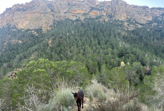 Revente - Finca - Gea Y Truyols - Inland