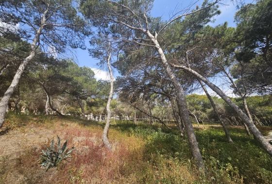 Resale - Apartment / flat - Guardamar del Segura - Guardamar pueblo
