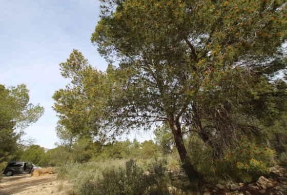 Wiederverkauf - Finca - Monóvar/Monóver - Inland