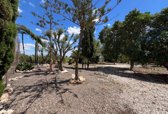 Revente - Finca - Dolores - Comunidad Valenciana