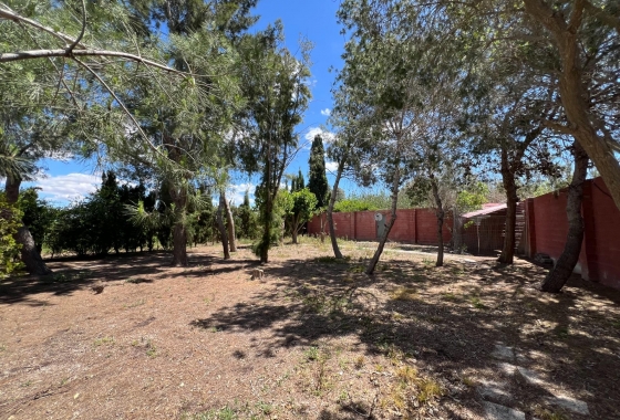 Revente - Finca - Dolores - Comunidad Valenciana