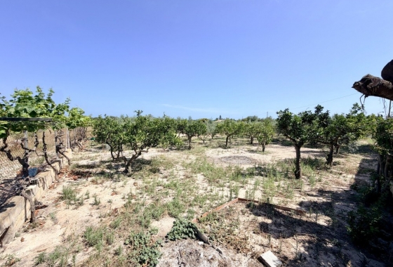 Resale - Finca - La Marina - Costa Blanca