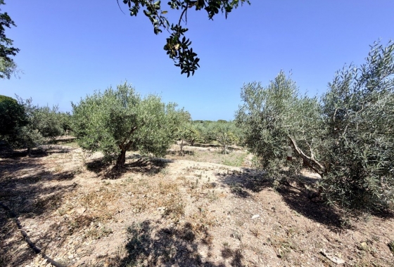 Resale - Finca - La Marina - Costa Blanca