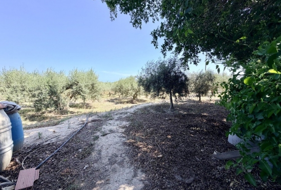 Resale - Finca - La Marina - Costa Blanca
