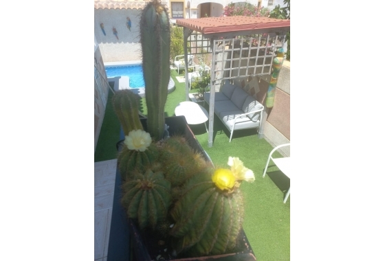 Resale - Townhouse - Orihuela Costa - Los Almendros-la Florida