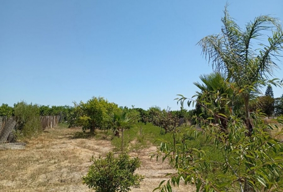 Revente - Finca - Daya Nueva - Costa Blanca